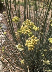 Desert Milkweed (asclepias erosa) growing in the desert.